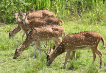 Două căprioare au fost găsite la percheziții în Bacău. Bărbatul care deținea animalele era cercetat pentru braconaj